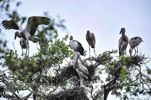 Chỉ thị của Thủ tướng về bảo tồn chim hoang dã, chim di cư tại Việt Nam